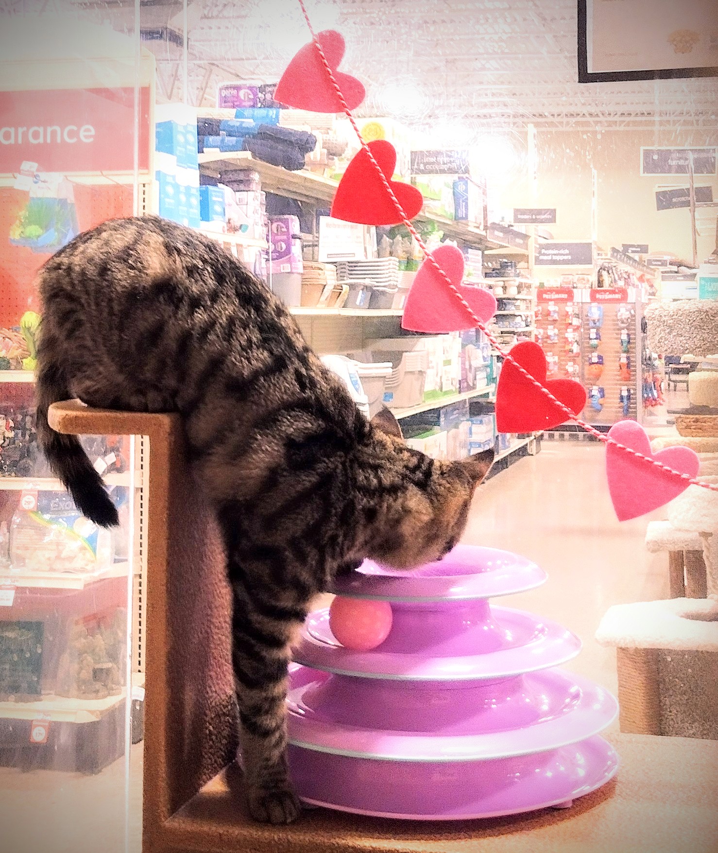 PetSmart Grooming