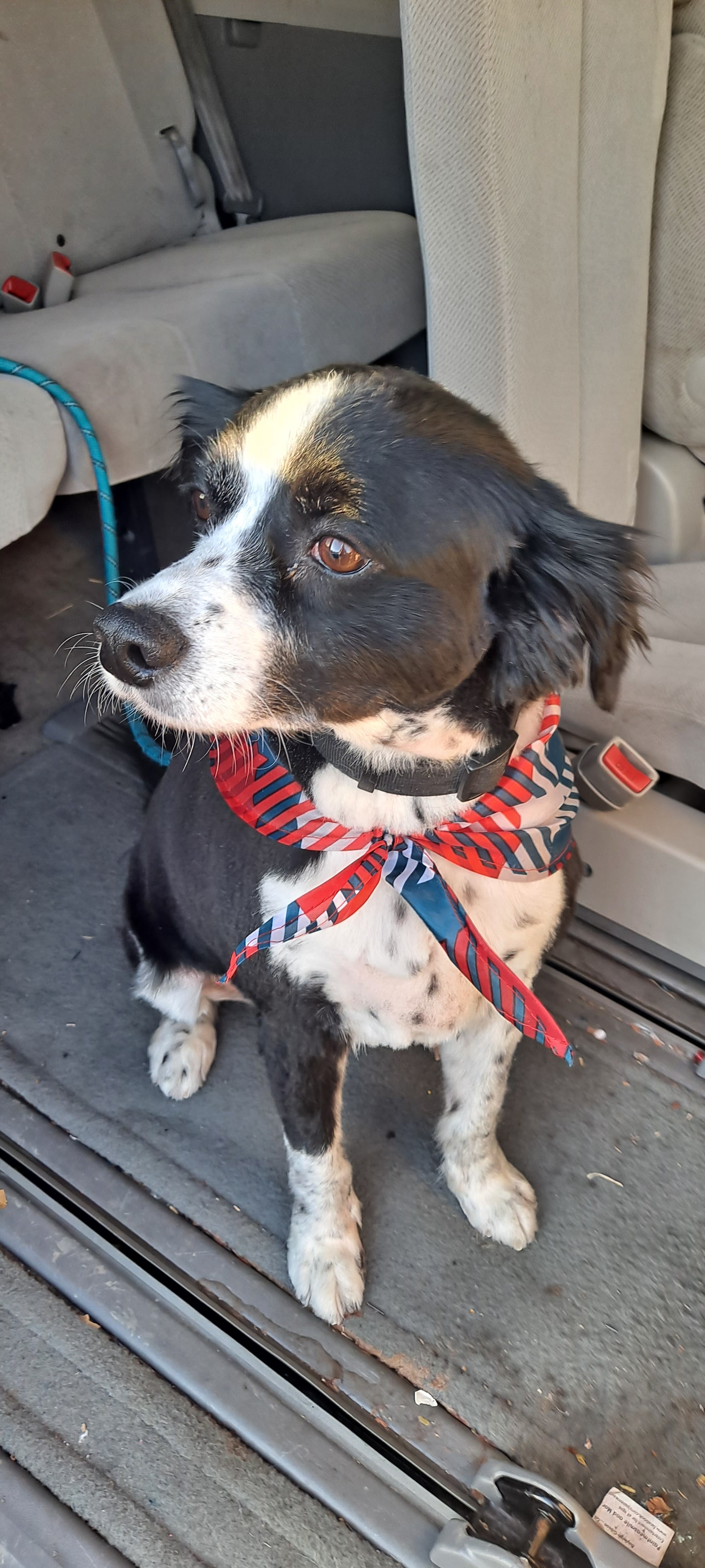 PetSmart Grooming