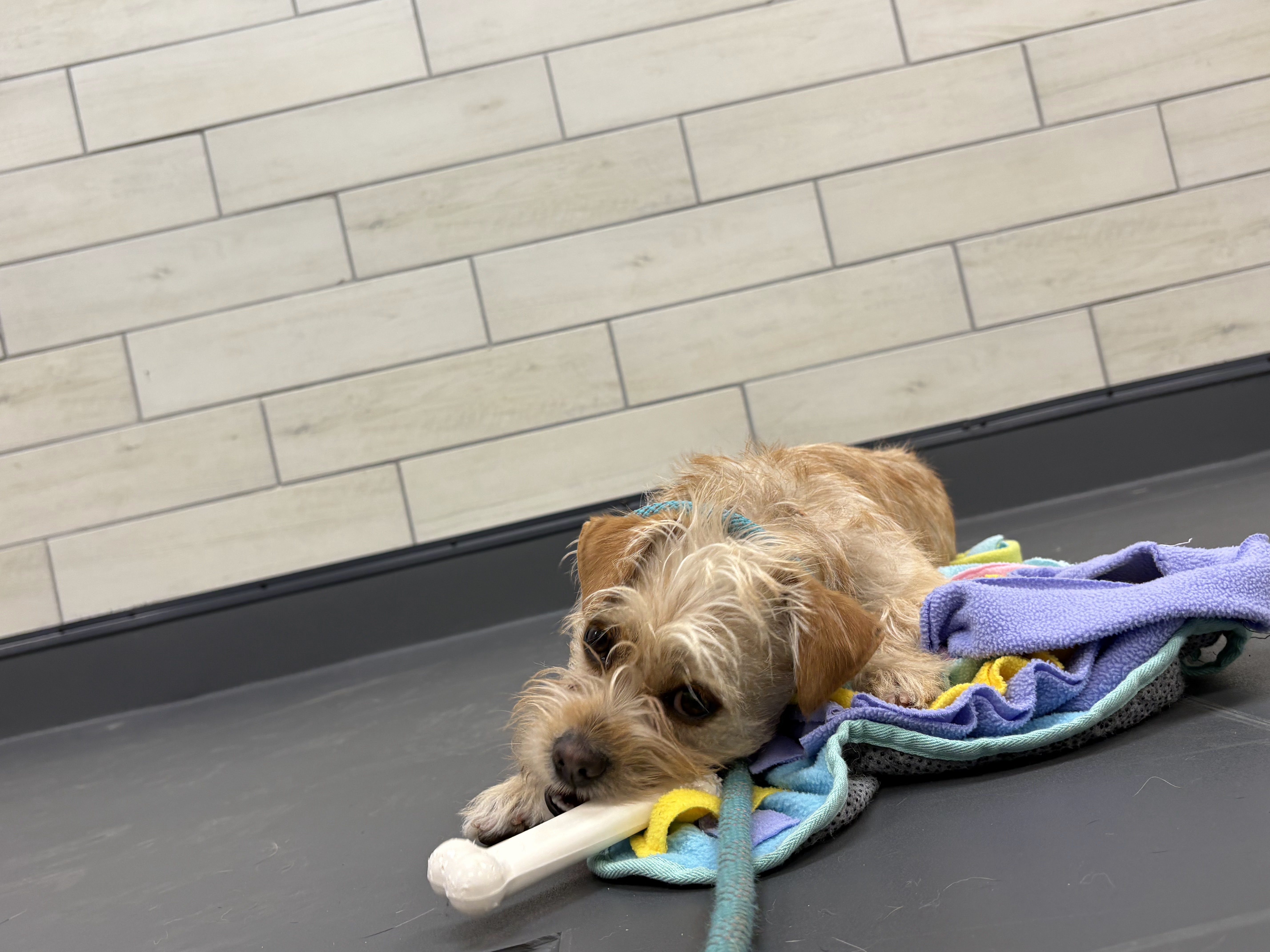 PetSmart - South Gate Market