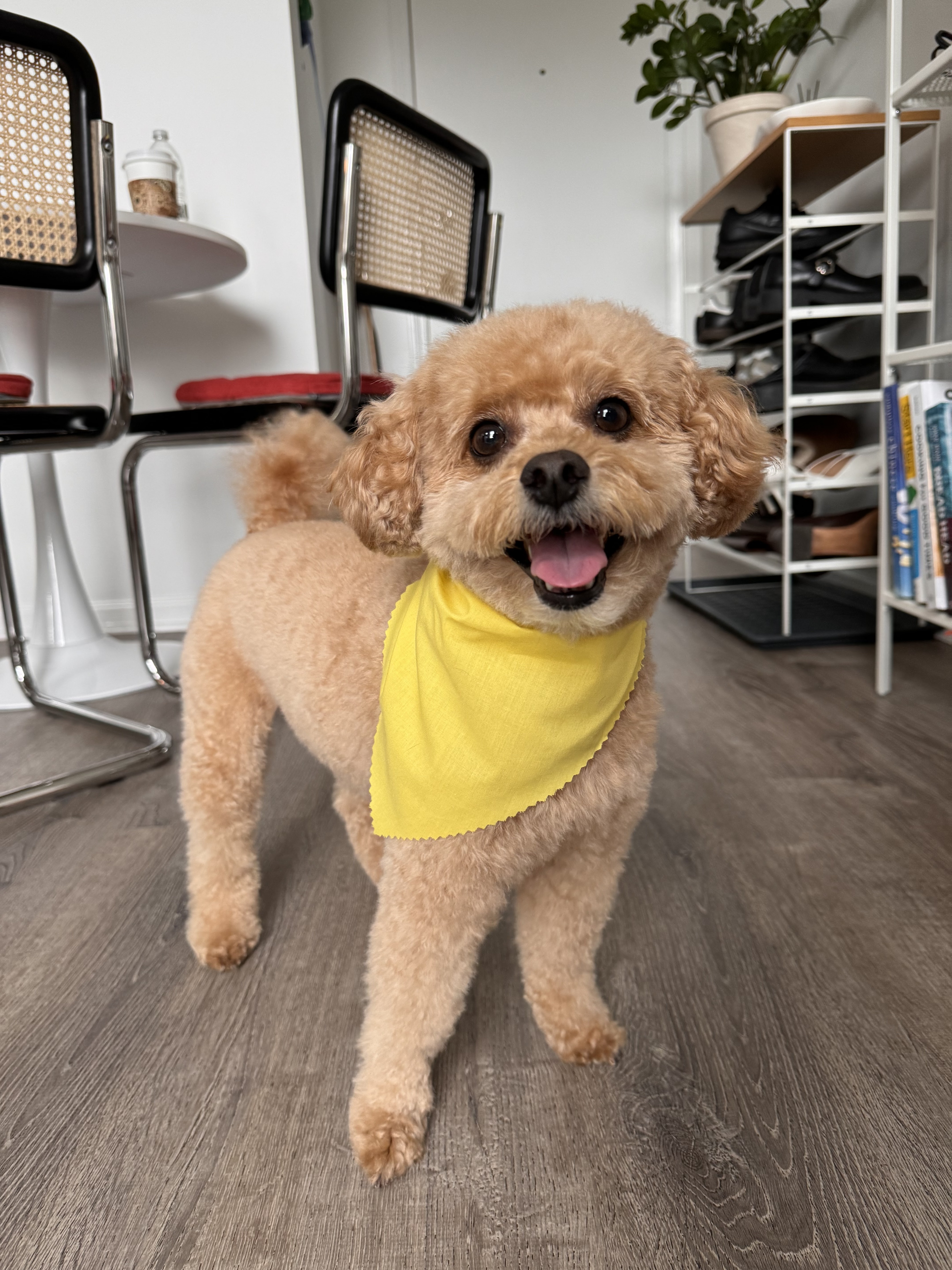 Pet Palace Grooming Salon