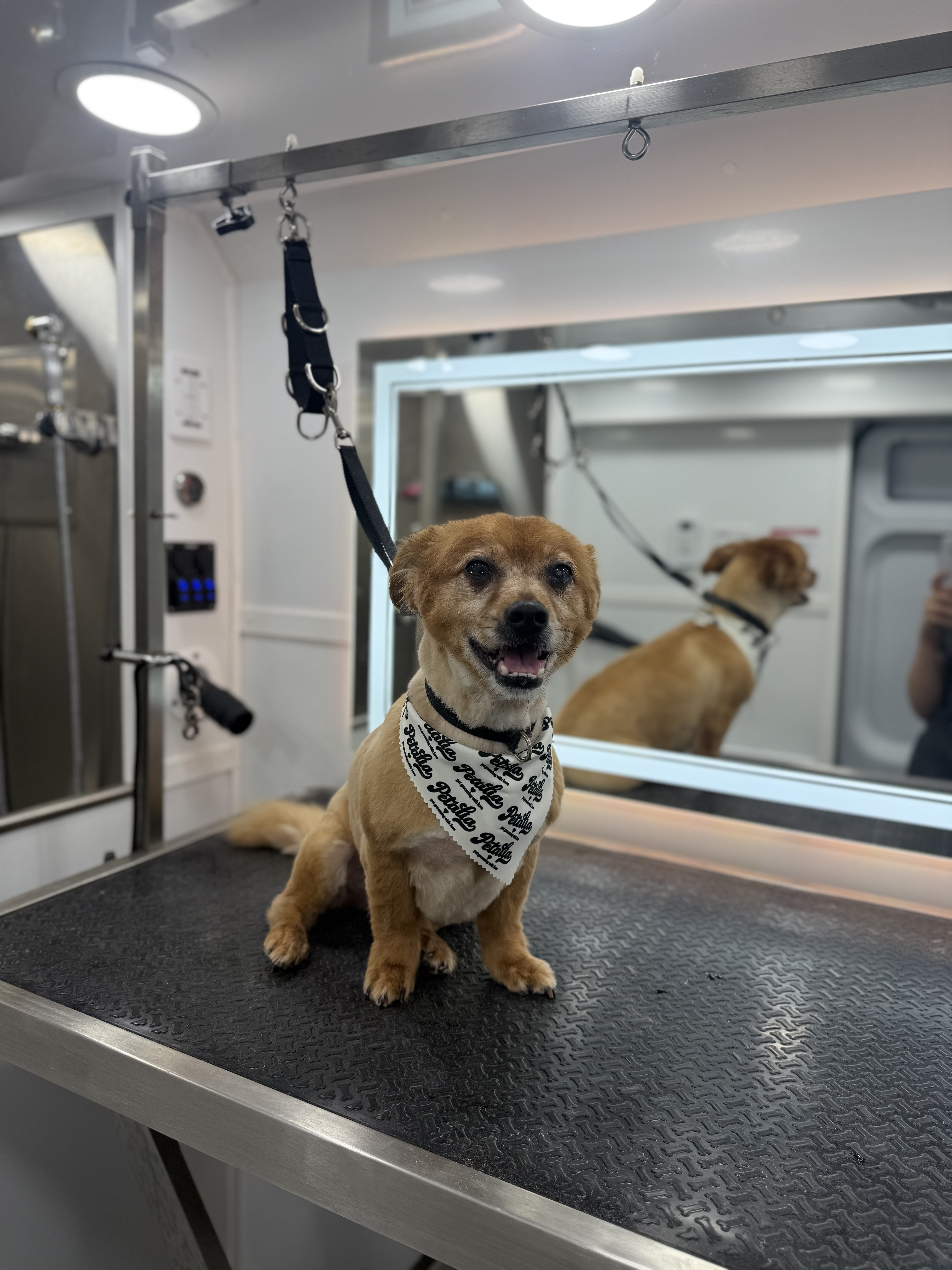 Petalia Pet Grooming