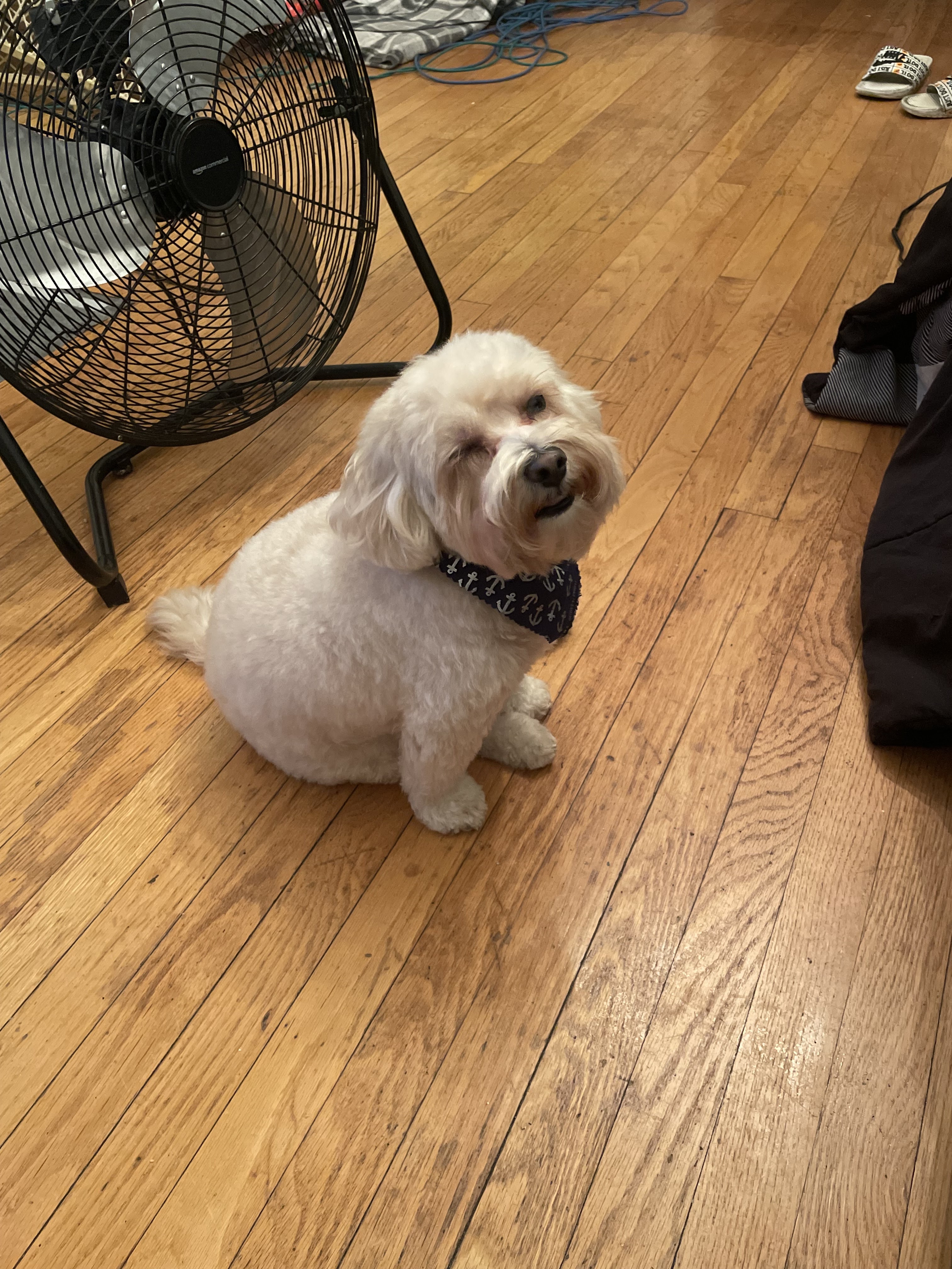 Petco Grooming