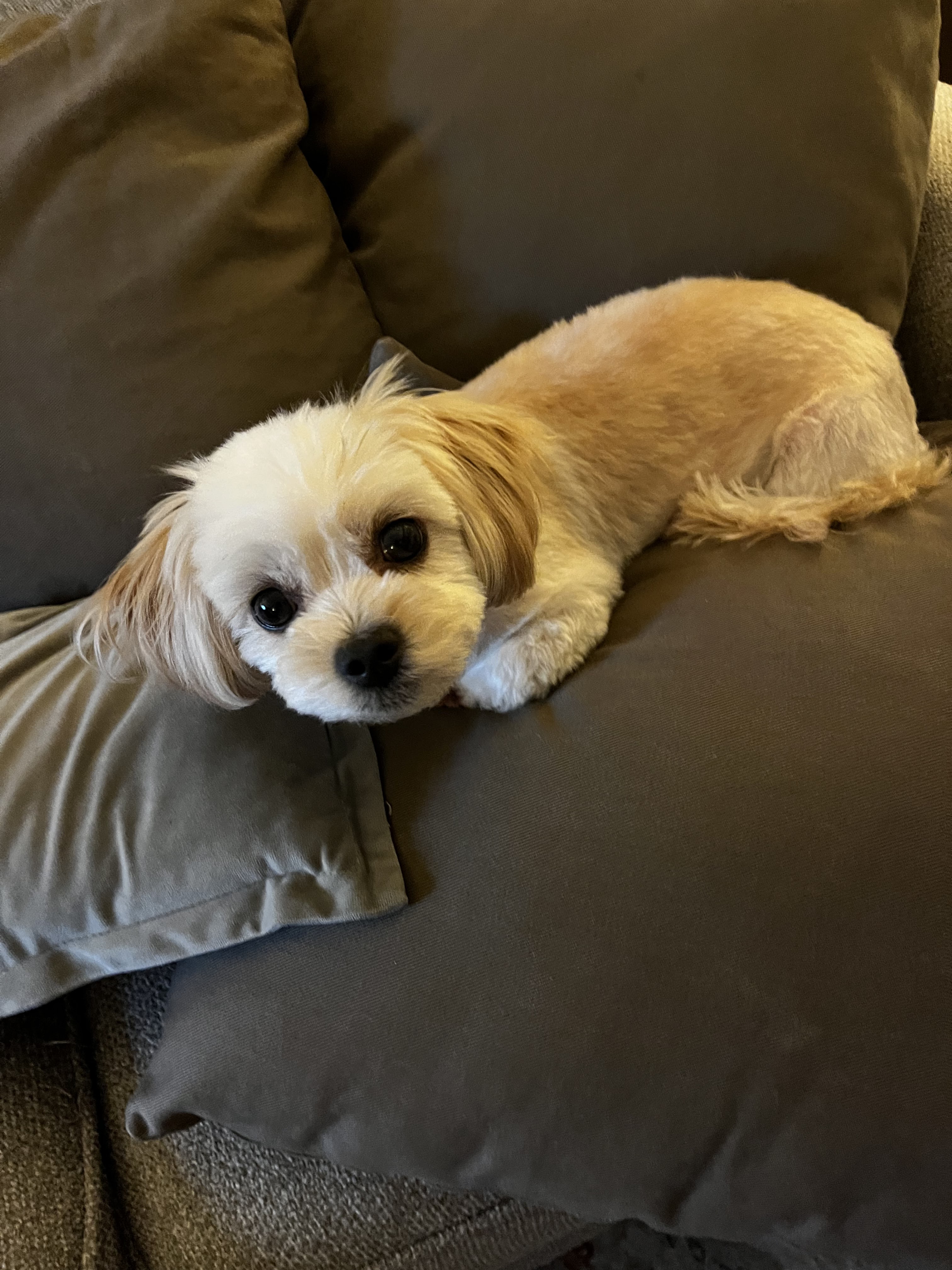 Pooch à la Mode