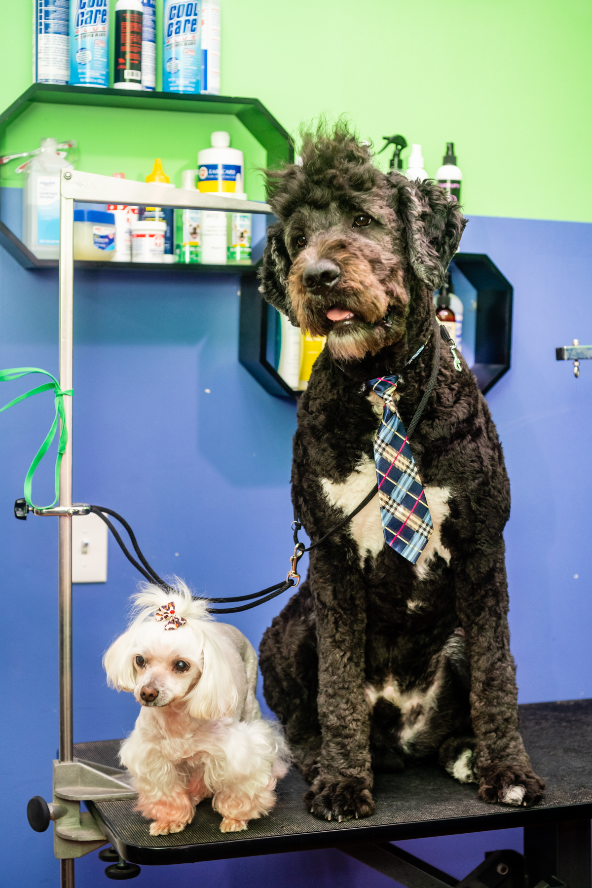PupStars Pet Care