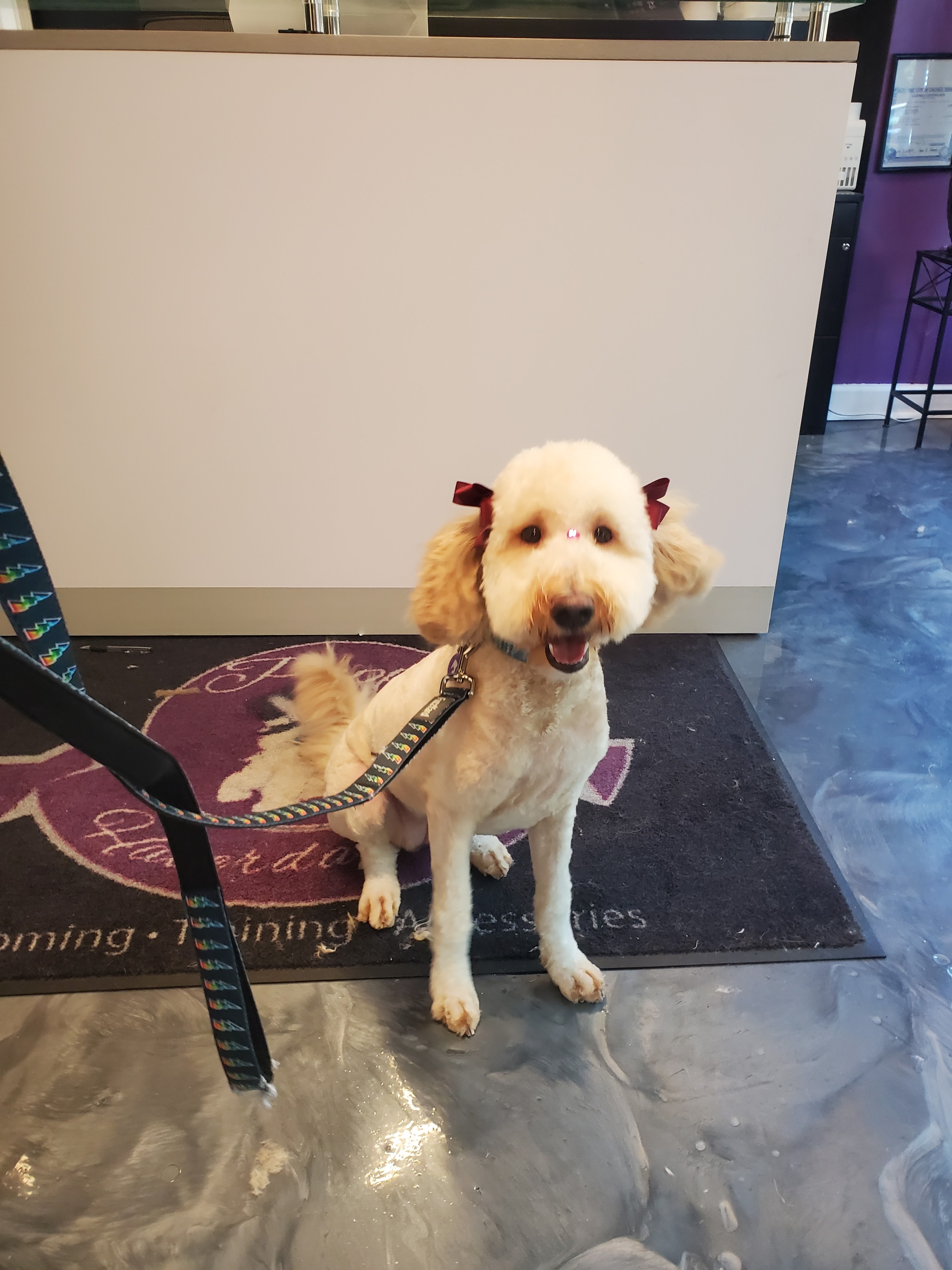Puppy Haberdashery Hyde Park
