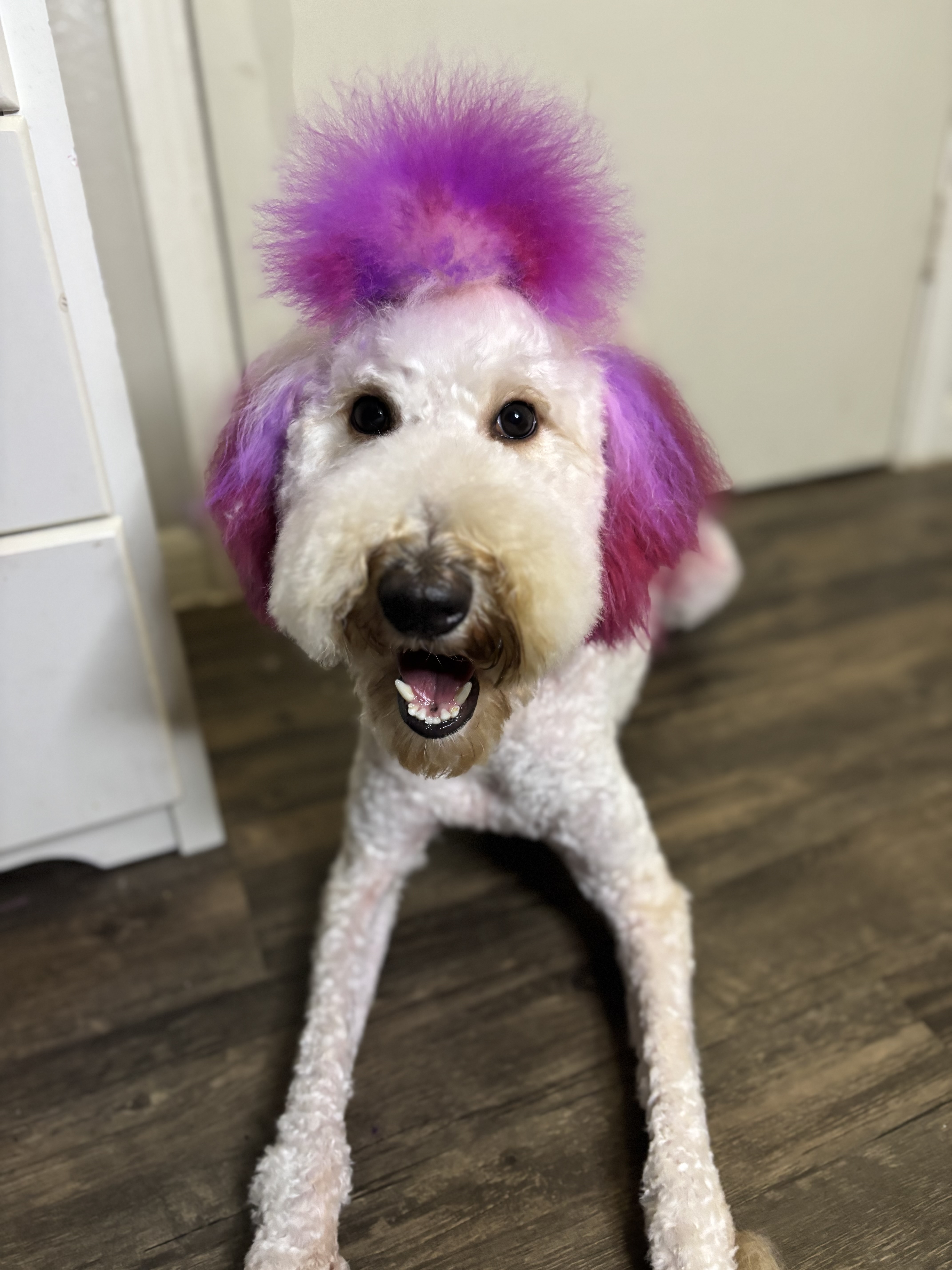 Pupz By Dro