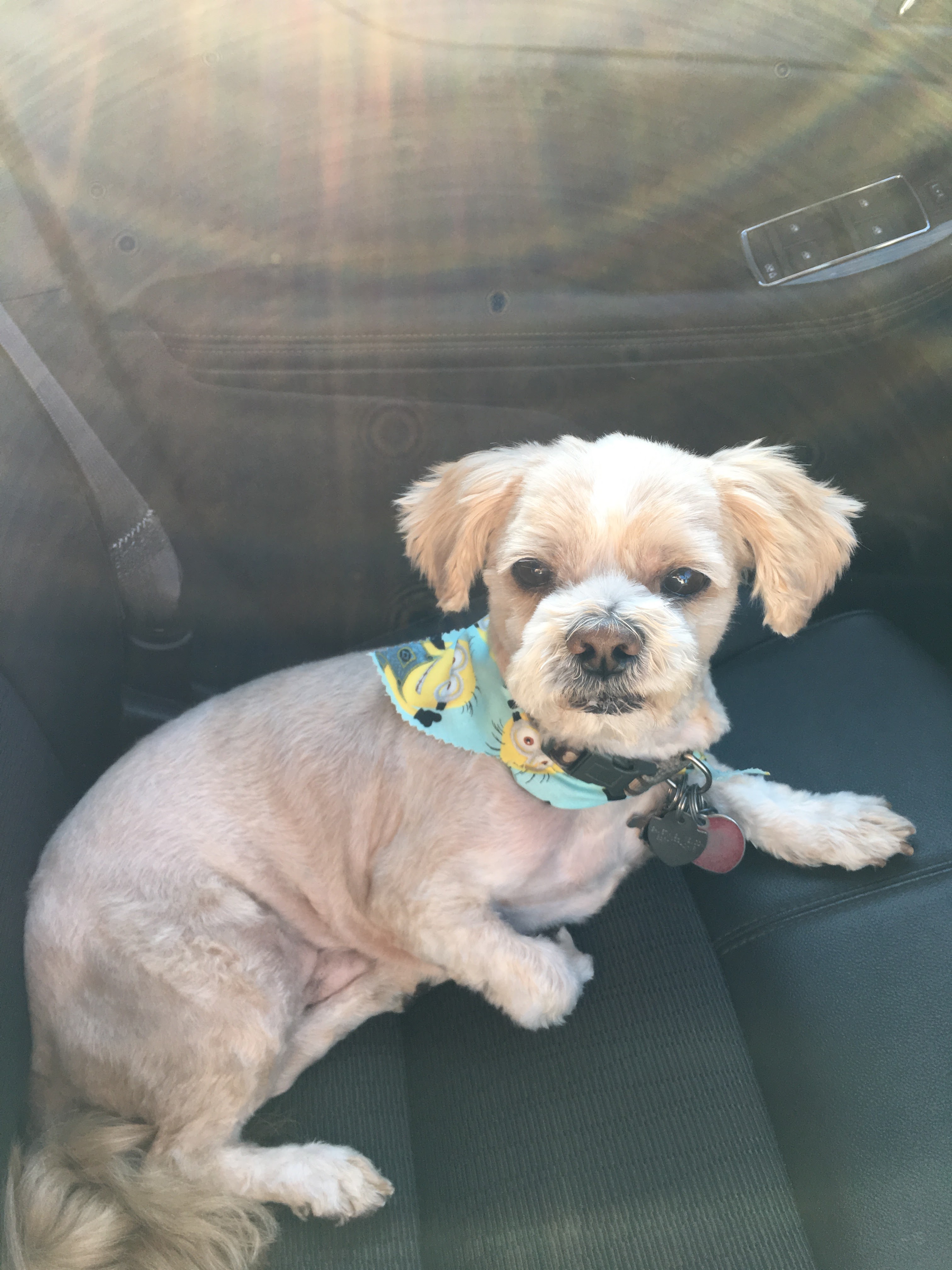 Rocky and Maggie's Pet Boutique, Salon and Wellness