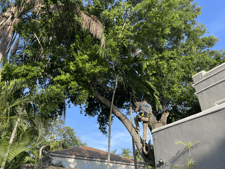 Sunshine Grove Arbors