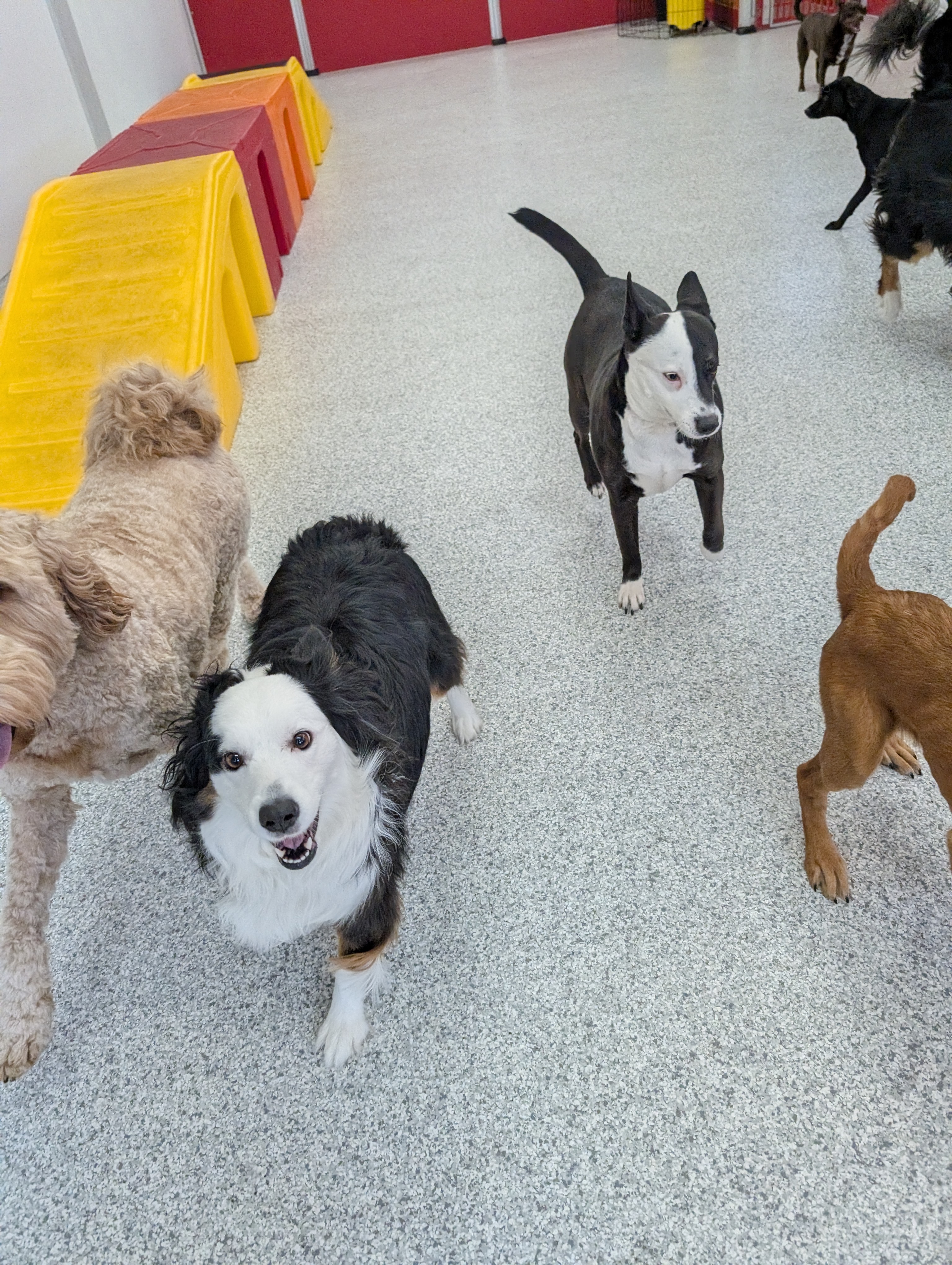The Dog Stop - Bucktown-Chicago