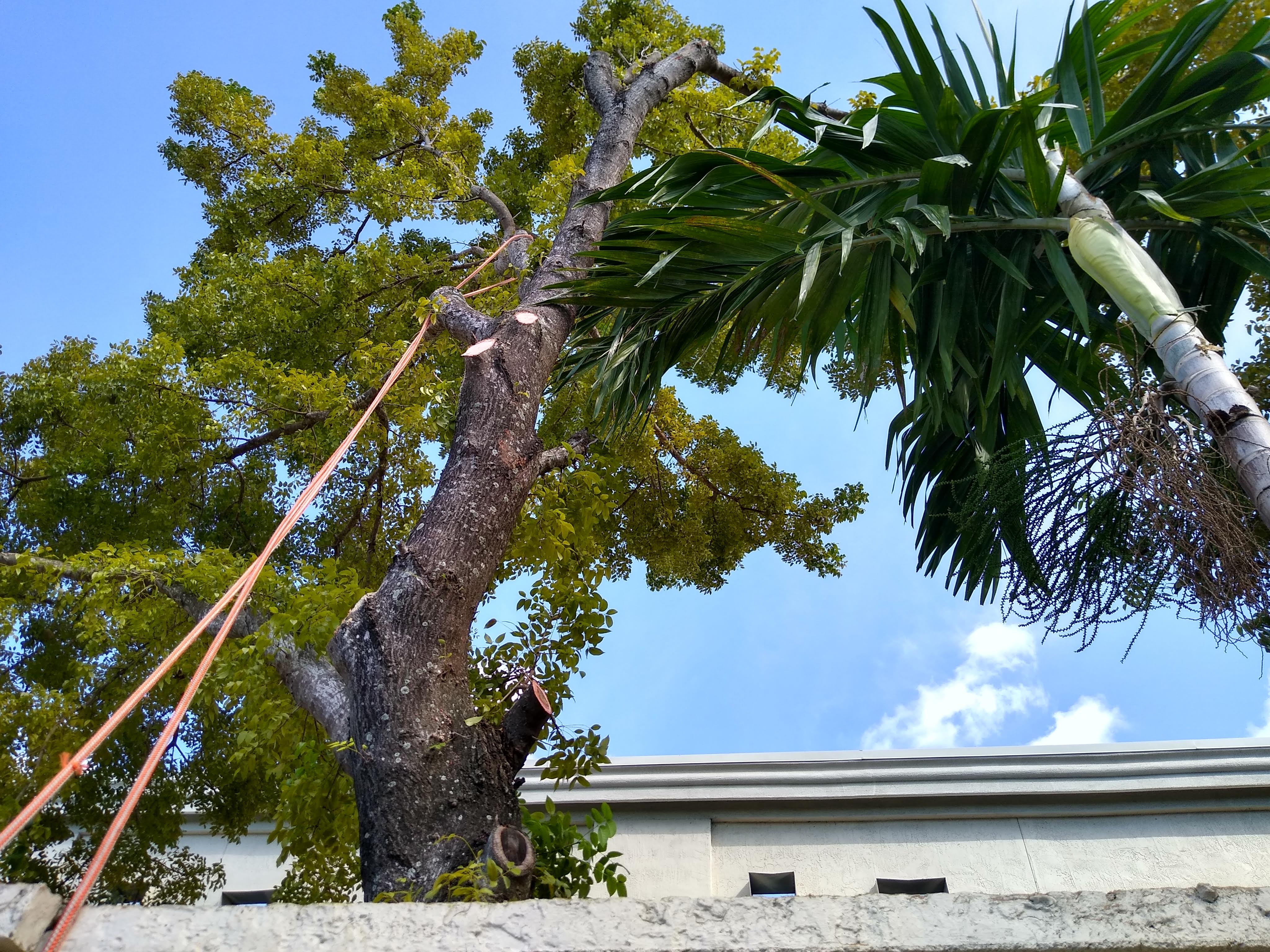 Tree services El Tiburon