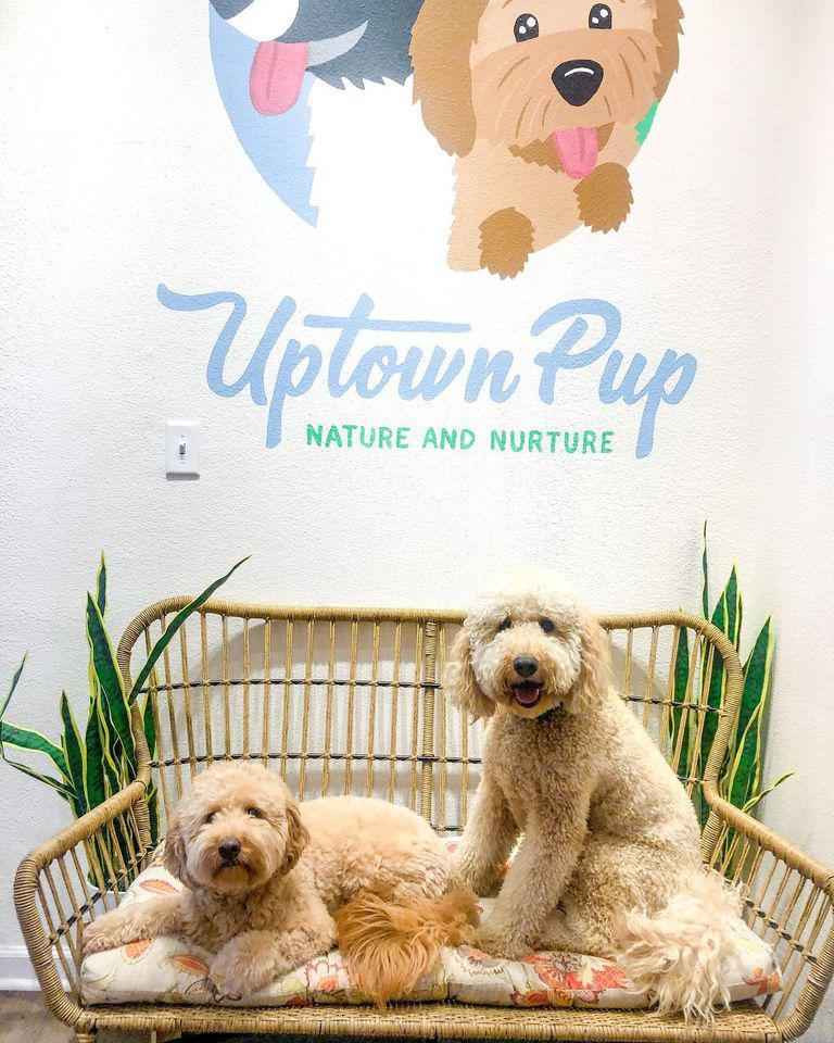 Uptown Pup