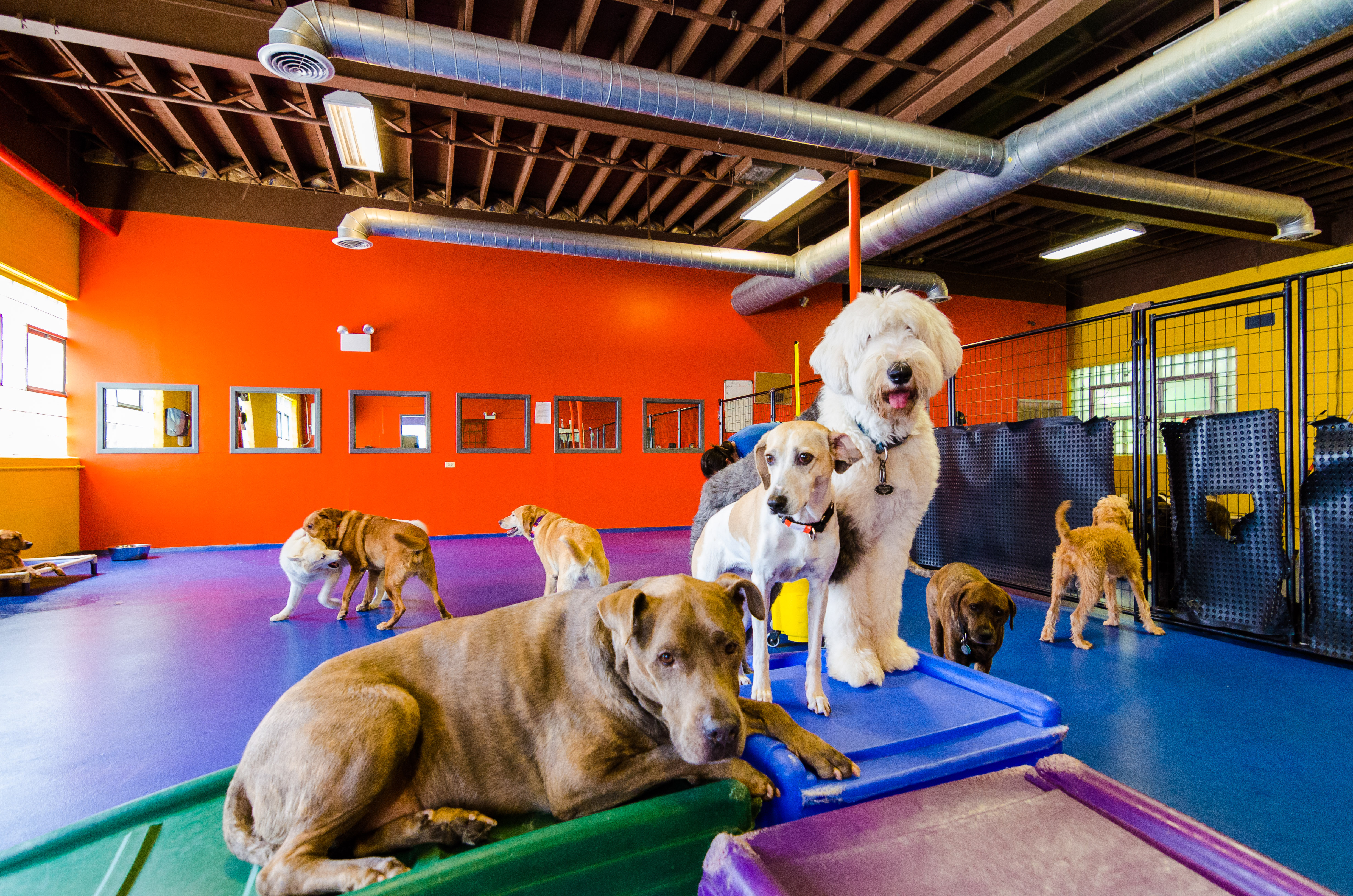 Urban Pooch Canine Life Center