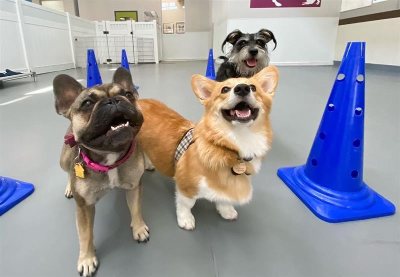 Wag Hotels - Lincoln Park