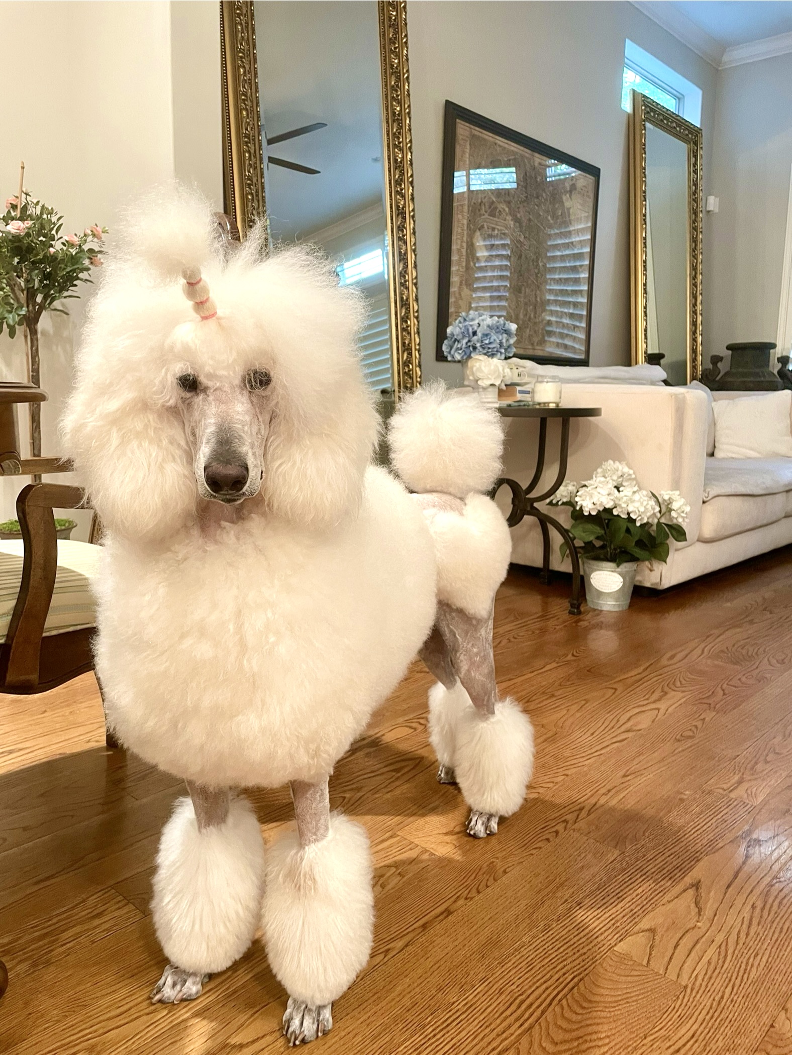 Well Groomed Pet Spa & Retreat
