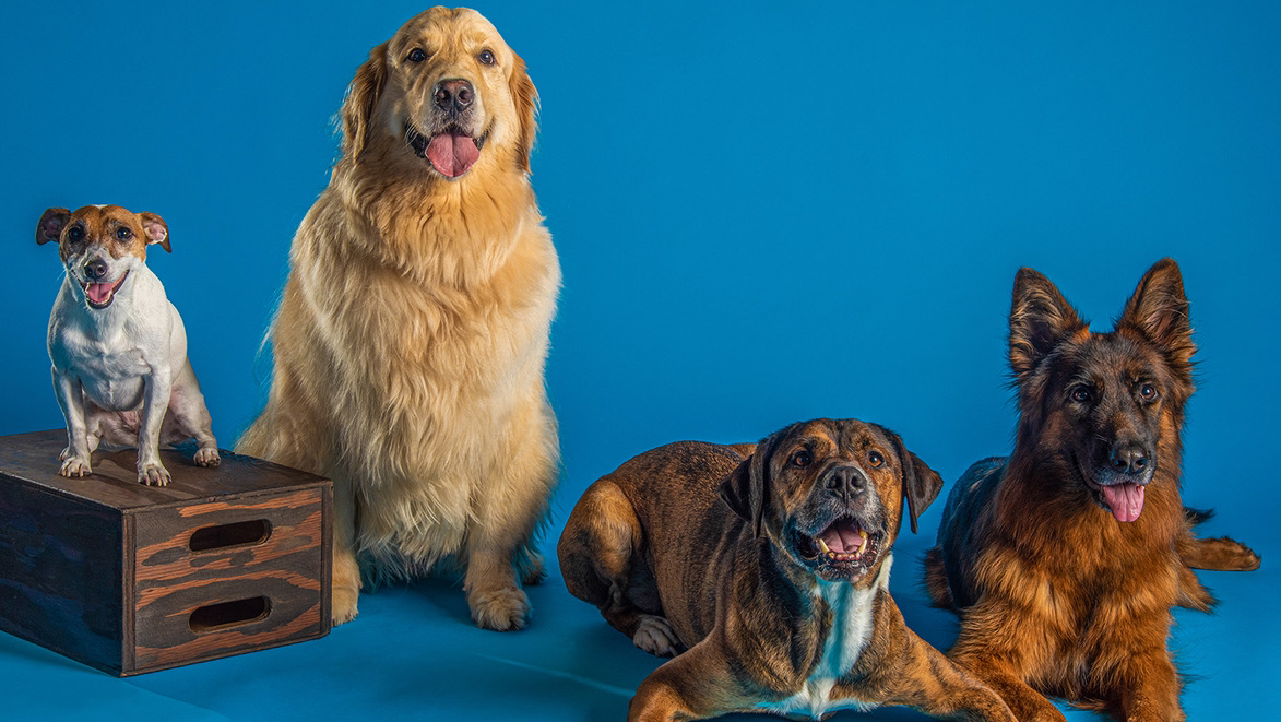 Who's Alpha? Dog Training LLC