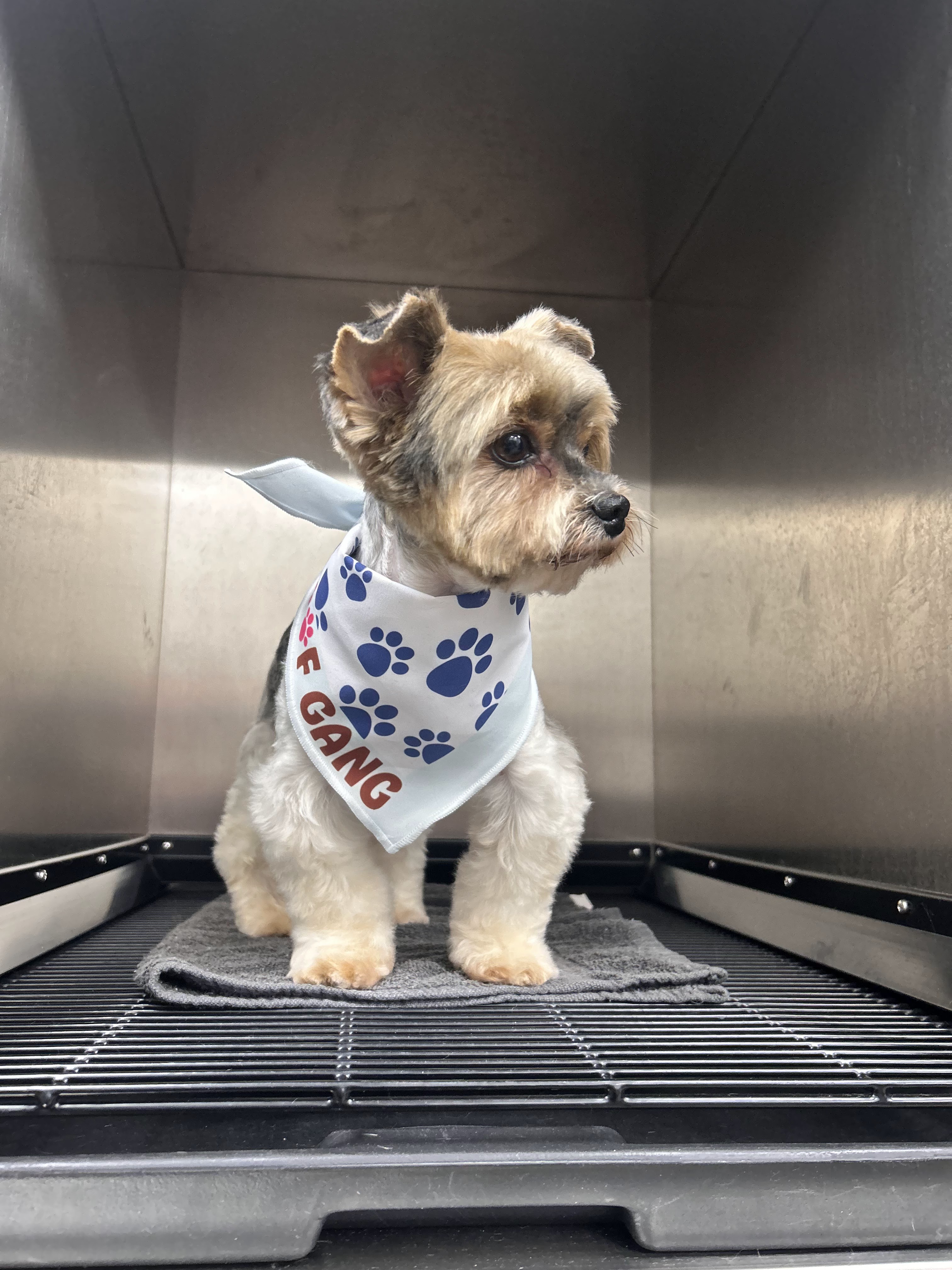 Woof Gang Bakery & Grooming Sunset