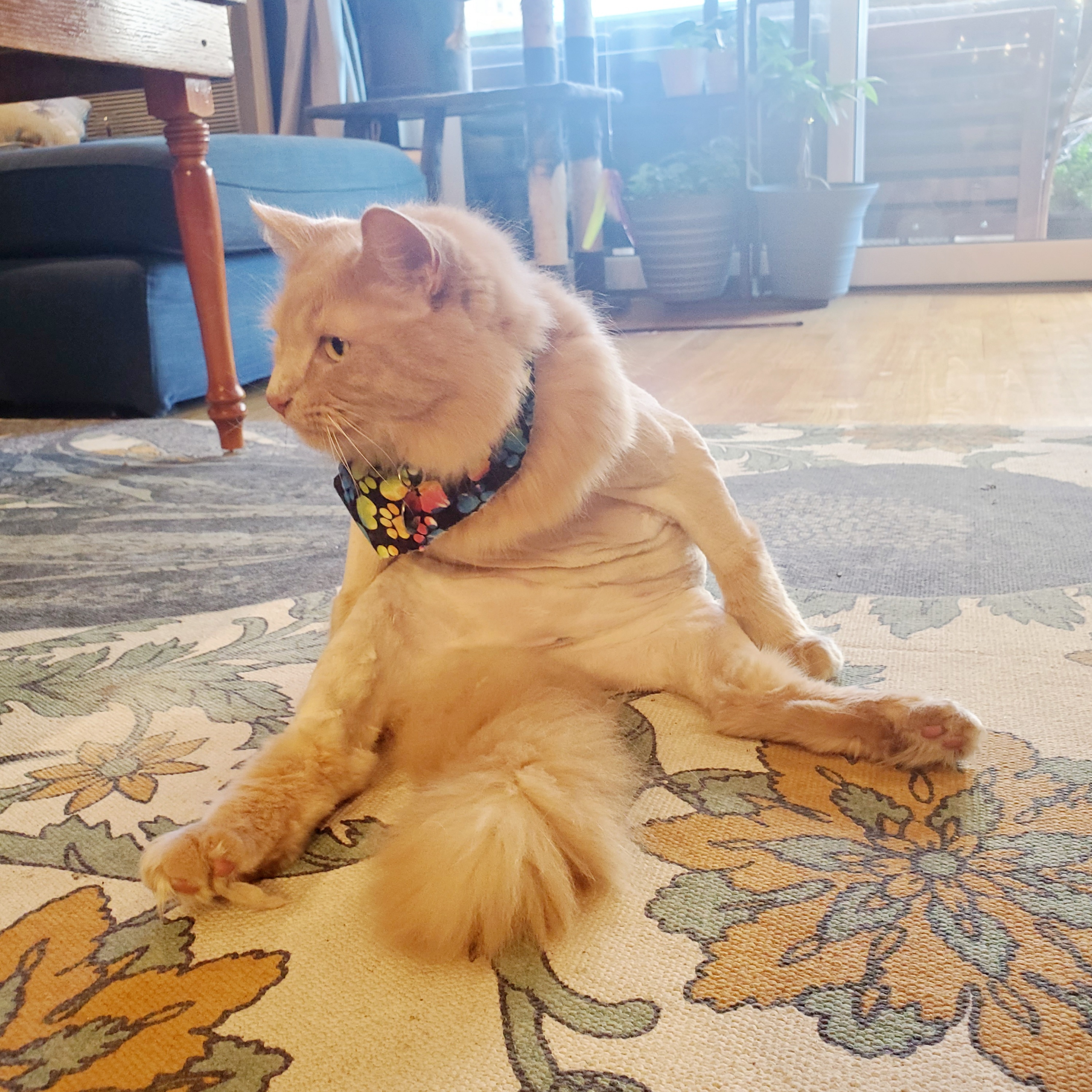 Zulu Dog + Cat Boutique
