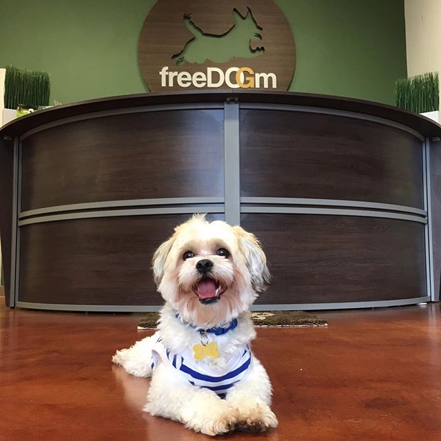freeDOGm