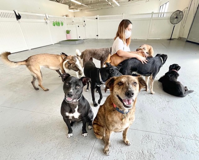 Oh Hello Dog: DTLA Dog Daycare & Boarding