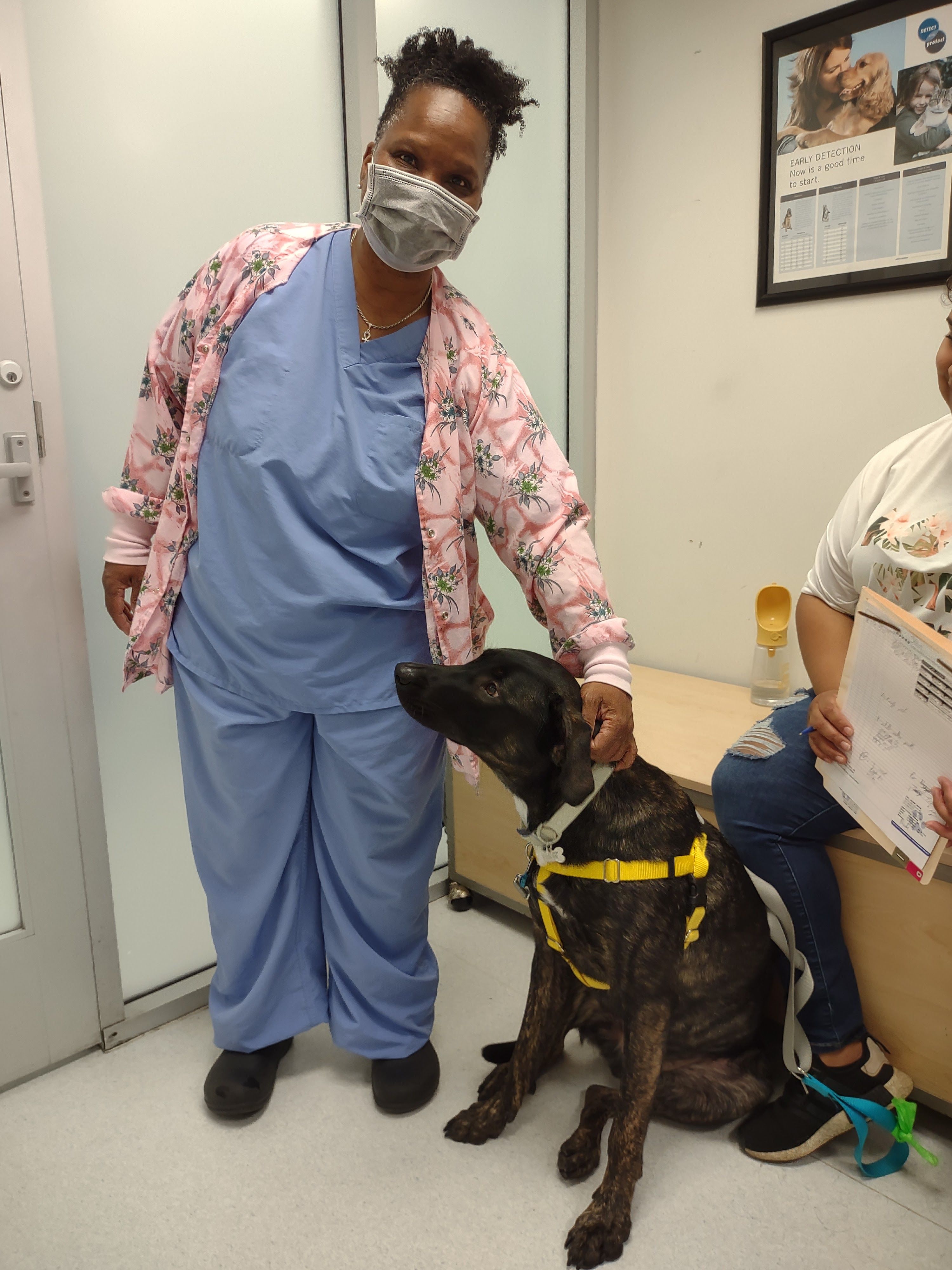 Shelter Veterinary