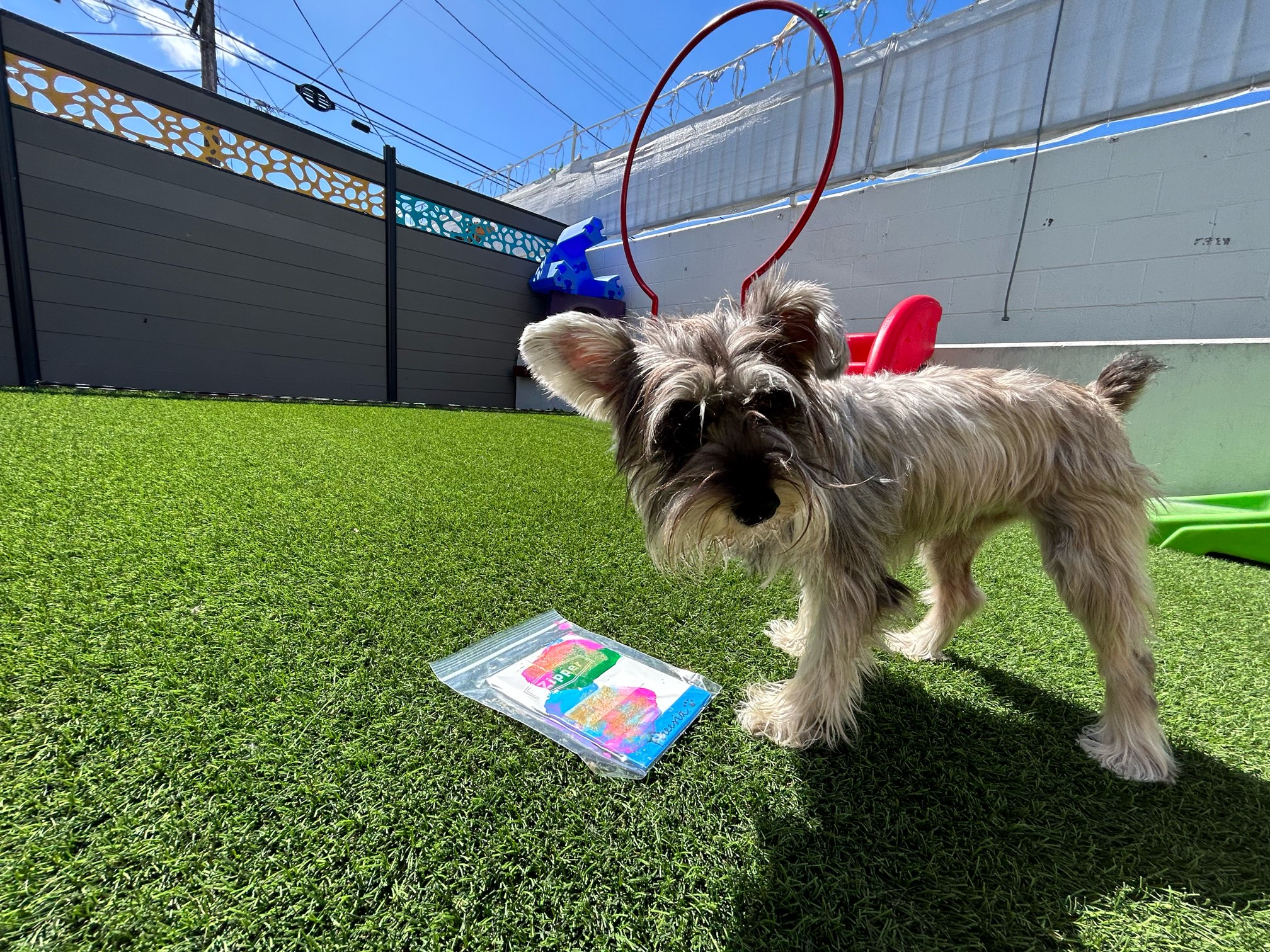 South Park Doggie - Doggieland (LA)