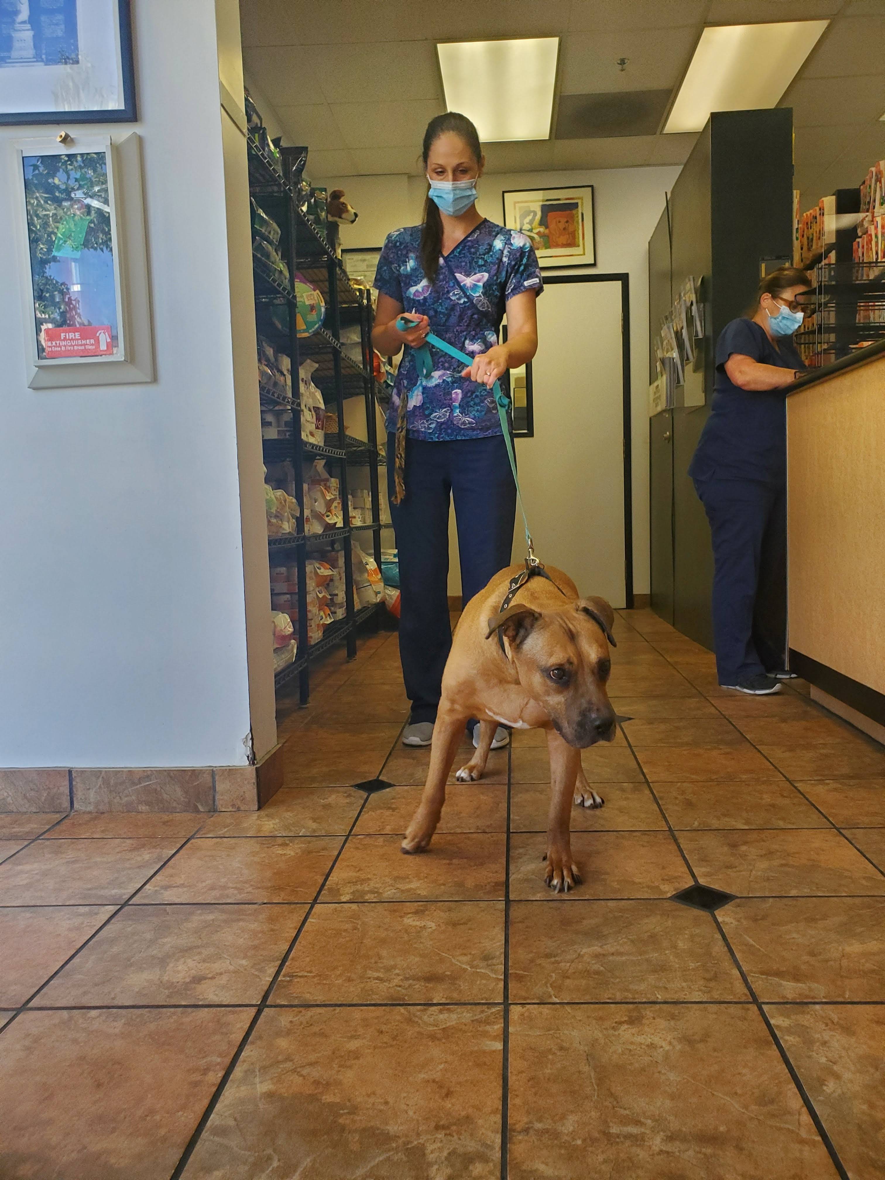 VCA Animal Medical Center of Southern California