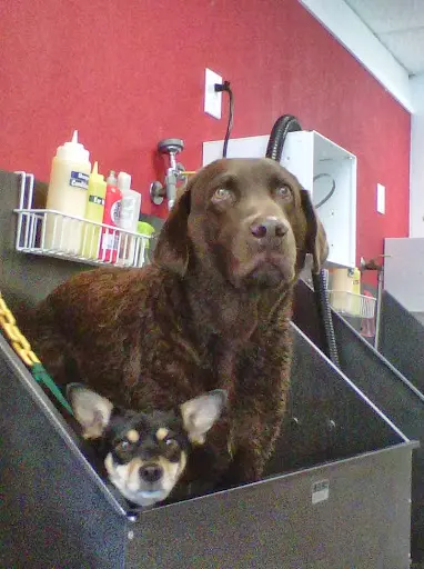 Dirty Dog Grooming + Self-serve Dogwash + Daycare + Boarding
