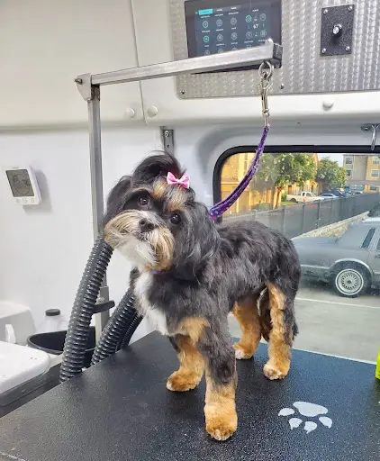 Aussie Pet Mobile of ATX